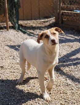 🌺 Liebe Junghündin Zita sucht Familie - Eislingen (Fils)