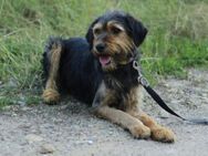 Fritzi sucht liebevolles zu Hause - München