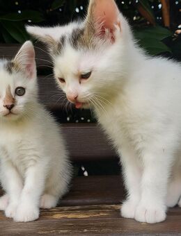 Süße Babykitten - Rahden