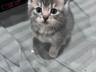 Babykatzen, Kitten - Obernburg (Main)