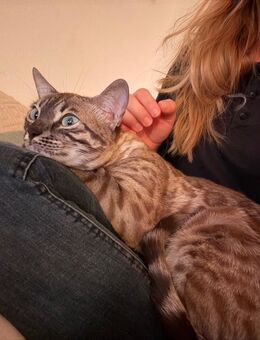 2 Bengalkatzen - Berlin Steglitz-Zehlendorf