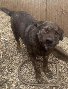 Sam sucht ein Zuhause - Olfen