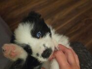 Border Collie-Malteser mix Welpe/Rüde - Stuttgart