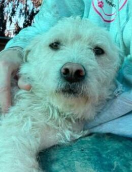 Verschmuster, lieber Rüde 1 - Kallmünz