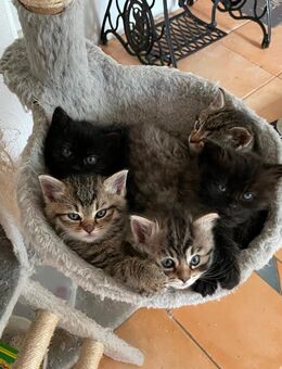 Süße BLH-Mix Kitten suchen neues zu Hause - Kreischa