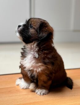 Shih tzu Welpe - Hanau (Brüder-Grimm-Stadt)