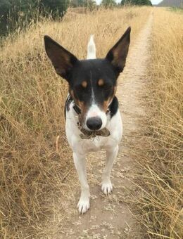 Bobby - hofft auf seine zweite Chance - Mülheim (Ruhr)
