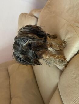 Wir haben Yorkshire Terrier Welpe zum abgeben - Büren