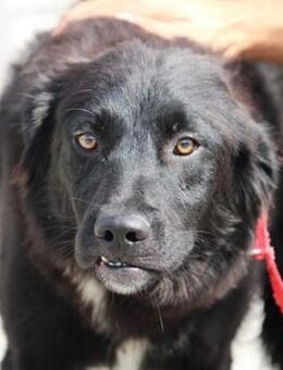 Aurora erobert alle Herzen im Sturm! - Karben