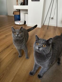 Britisch Kurzhaar Katzen - Ludwigsburg