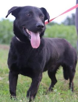 Blacky ♥ Aron ♥ sucht Schutz & Liebe - Hamburg