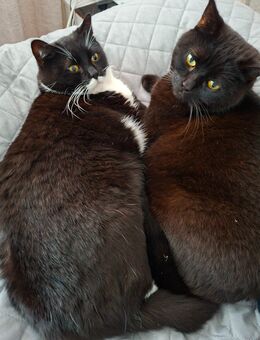 Zwei Brüder suchen neue Zuhause - Gelsenkirchen