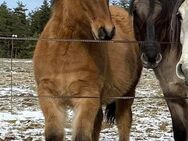 Highlandpony Balmoral Zuchtlinie - Calden