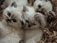 Britisch Kurzhaar Kitten Blue Point - Silver Shaded - Seelze Zentrum