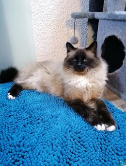 DECKKATER HEILIGE BIRMA - Geislingen (Steige)