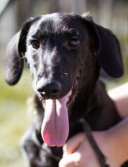 DIEGO🩵sozialer, aufgeweckter Jungspund - Hamburg