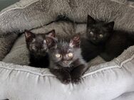 BKH/EKH Britisch Kurzhaar Babykatzen - Kleve (Nordrhein-Westfalen)