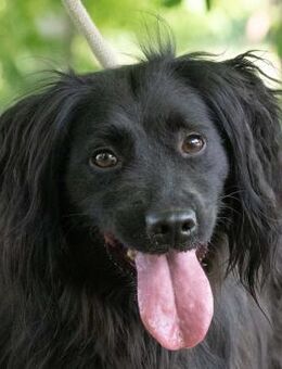 Navik möchte ein Zuhause - Obertshausen