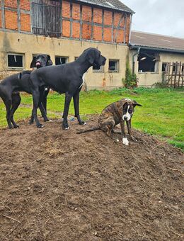 Deutsche Dogge / Schäferhund Rüde - Osterburg (Altmark)