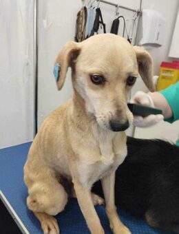 Enna; schutzsuchende Hündin - Geilenkirchen