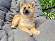 Shiba Inu Welpen - Hüllhorst