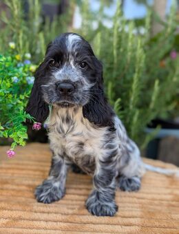 Süße Cocker Spaniel - Xanten