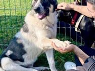 Pechino braucht dringend Hilfe - Herxheim (Landau)