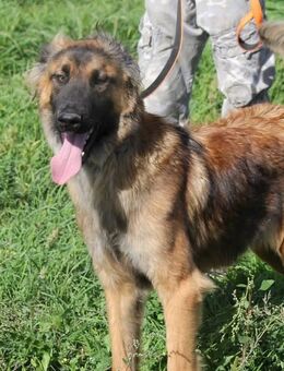 Taco sucht ein zu Hause - Fließem