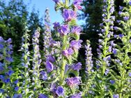 Blauer Natternkopf Samen Echium vulgare Insektenfreundlich - Kall