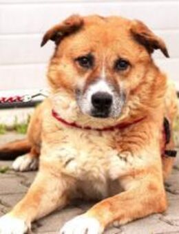 FOX sucht liebevolles Zuhause! - München