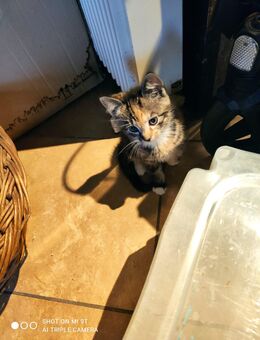 BKH Kitten Katzen Mix 6 Babys abzugeben Stubenrein - Goch