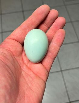 Bruteier reinrassige Ameraucana - Heiligenstadt (Heilbad)