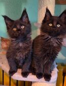 Zwei zuckersüße Maine Coon Kater suchen noch das passenden Zuhause in 01705