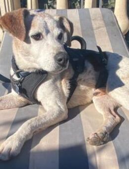 MOMO sucht Urlaubsbetreuung........ - Kempen