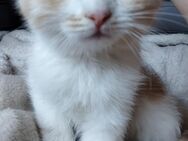 Kitten katzenbabys BLH - Neustadt (Rübenberge)