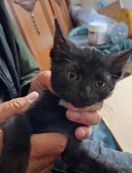 Handaufgezogene Katzenkinder – liebevoll, verschmust & menschenbezogen - Berlin Marzahn-Hellersdorf