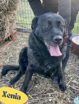 Xénia VA - verträglich - Rheine