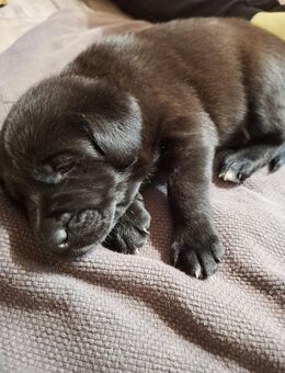 Welpen - Mönchengladbach