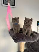 Wunderschönes BKH Kätzchen sucht ein liebevolles Zuhause! in 28876