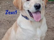 Zeus1auf in ein glückliches Leben 8/24 E - Ruppertsecken
