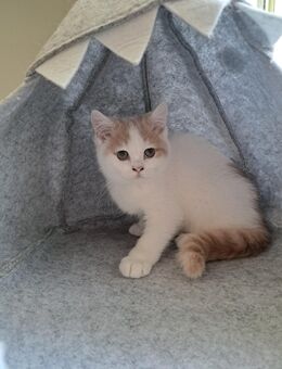 Süßes Bkh Katerchen Kitten - Münsterhausen