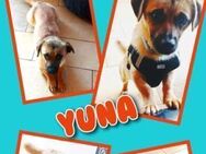 Yuna wartet in 91353 Hausen! - Nürnberg