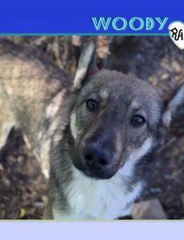 😍WOODY - BIN ICH NICHT TROLLIG?😍 - Alfeld (Leine)