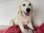 Golden Retriever FCI Welpen mit allen Papieren - Höchstädt (Donau)