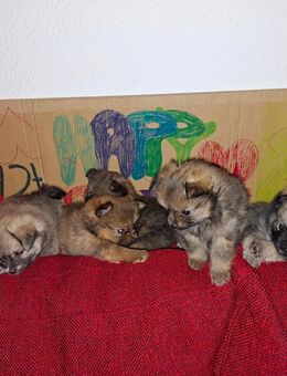 Zwergspitz Mix - Coswig