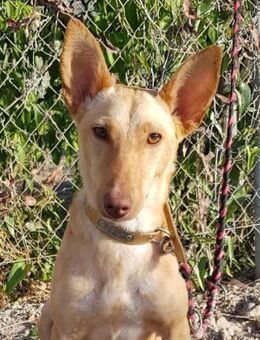 Gala wäre so gerne ein Familienmitglied - Laatzen