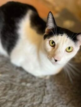 Kater OBELIX sucht Zuhause - Gefrees