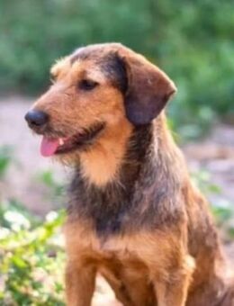 🤎 Nala sucht ein liebevolles Zuhause! - Stuttgart