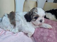 Shih tzu welpen - Güstrow