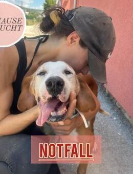 Notfall!LOVEsucht dringend PS oder ZH ❤️ - Saarbrücken
